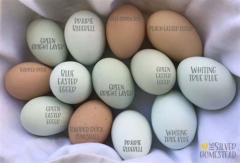 Chicken Egg Colors by Breed - Silver Homestead