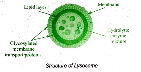 Lysosomes Structure