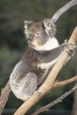 What Are the Physical Adaptations of a Koala Bear? | Sciencing