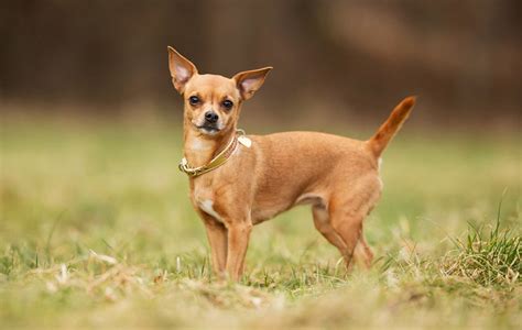 10 Smallest Dog Breeds in the World - Quiet Corner