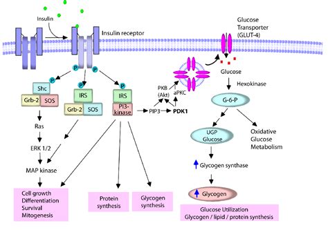 Figure 2 from β-Adrenergic Receptor and Insulin Resistance in the Heart ...