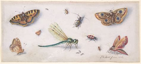 Jan van Kessel | Insects, Butterflies, and a Dragonfly | The ...