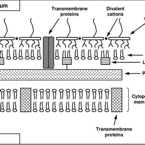 8 Simplified structure of the cell wall of E. coli showing its... | Download Scientific Diagram