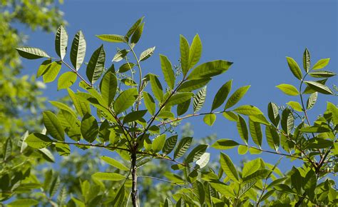 How to Identify Poison Ivy, Oak & Sumac From The Emergency Tree Removal ...