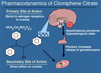 Pharmacodynamics of clomiphene citrate