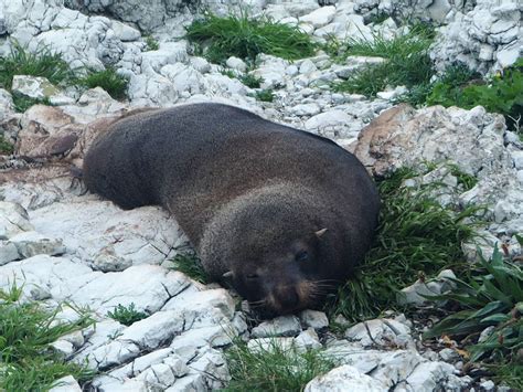 KAIKOURA PENINSULA SEAL COLONY - Susan Boyd Photography