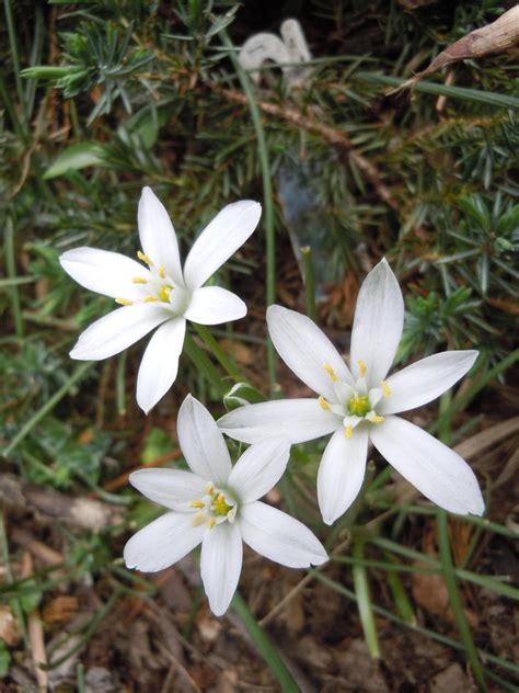 White Wild Flowers by CeliaWells on DeviantArt