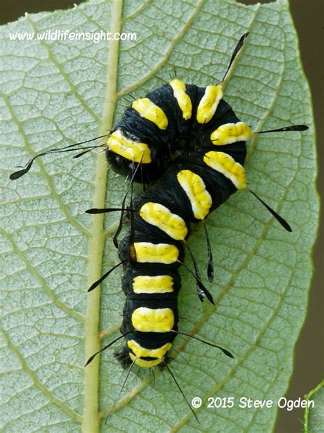 Help with caterpillar identification | Wildlife Insight