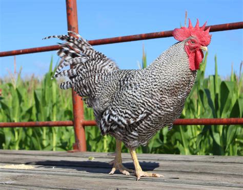 Breed Spotlight: Barred Plymouth Rock | Meyer Hatchery Blog