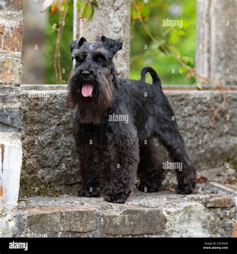 miniature schnauzer Stock Photo - Alamy