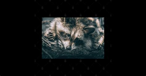 Sunbathing Raccoon Sleeping in a Tree Nature Photography - Raccoon ...