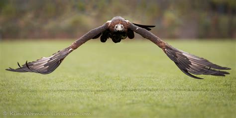 Wedge-tailed Eagle « lirralirra