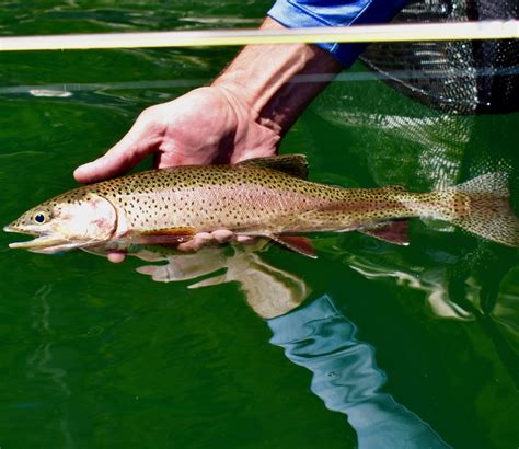 The Caddis Fly: Oregon Fly Fishing Blog | McKenzie River fly fishing, Oregon fly fishing reports ...