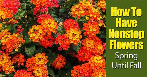 Lantana Plant: How To Grow and Care For Lantana Flowers