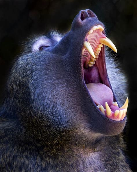 BABOON TEETH by davedise - VIEWBUG.com