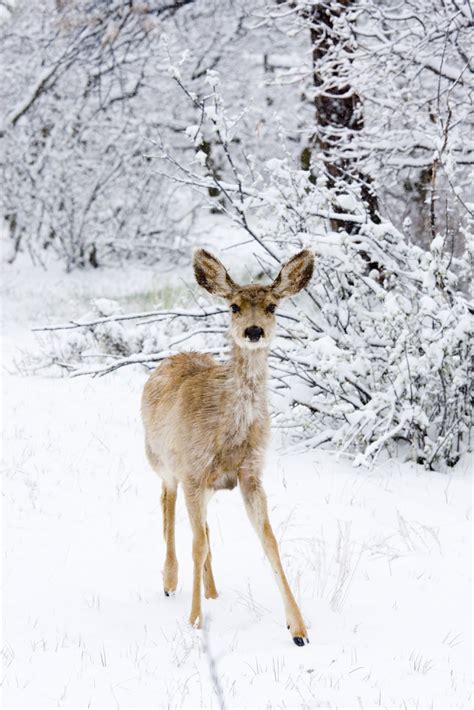 Cirencester Deer Park School - Severe Weather