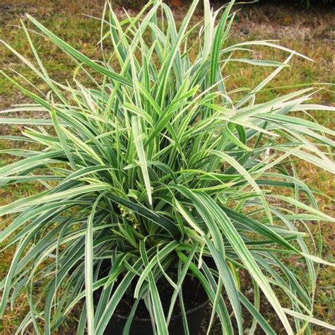 Ophiopogon Jaburan Green | Ophiopogon Jaburan | Variegated | Grass – Lalit Enterprise