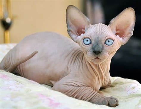 40 Amazing Hairless Sphynx Cat Pictures - Tail and Fur