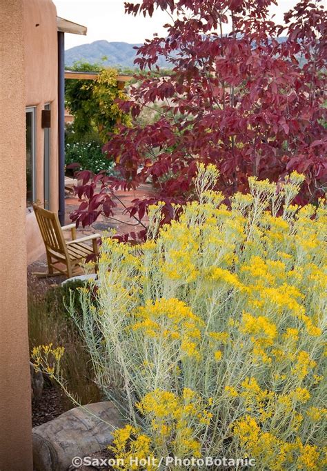 114 best Native New Mexico Plants images on Pinterest | Landscaping ...