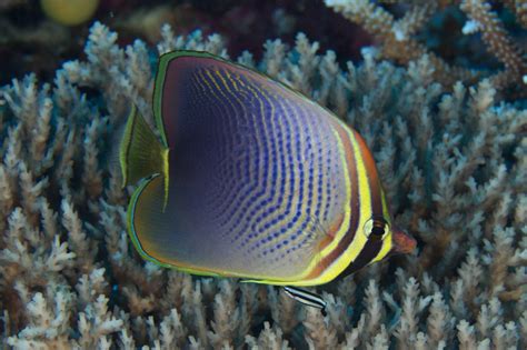 Chaetodon baronessa (Eastern triangular butterflyfish)