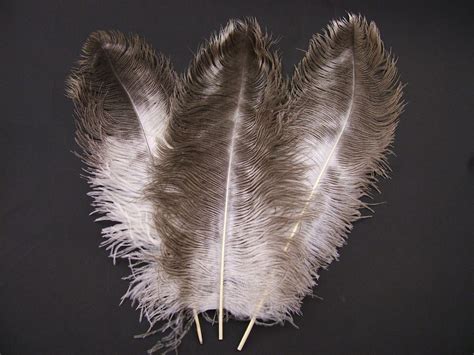 Ostrich Feathers | Large Feathers for Costumes & Decorations