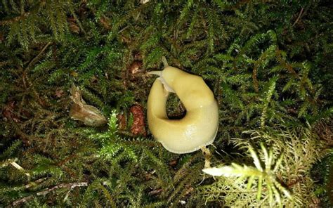 Banana Slug: Uncovering the Secrets of Nature's Slime Champion