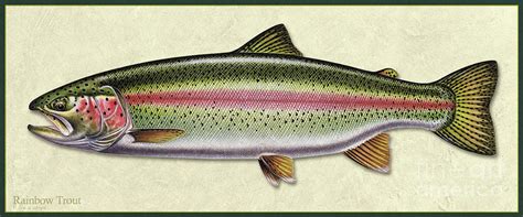 Rainbow Trout Side ID Painting by Jon Wright - Pixels