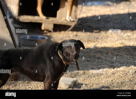 An animal shelter is a place where stray, lost, abandoned or surrendered animals Stock Photo - Alamy