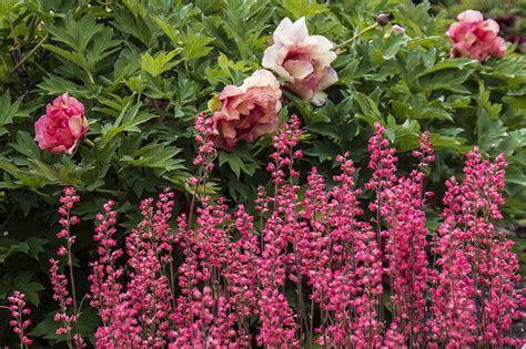 Photographing Oregon: Adelman Peony Gardens