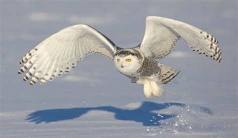 A Snowy Owl Sequel? | All About Birds All About Birds