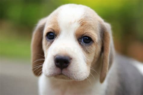 Purebred Beagle Puppy is Learning the World Stock Photo - Image of view, portrait: 85000560