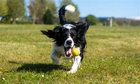 9 Best Dog-Friendly Activities in Austin: Weird Woofers FTW!