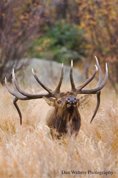 Elk by Dan Walters / 500px | Bull elk, Deer, Elk pictures