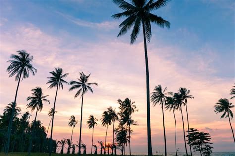 Premium Photo | Coconut palm tree on sunset or sunrise sky