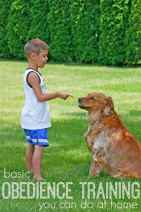 The Basics of Dog Obedience Training | Remodelaholic