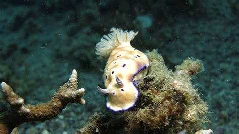 Solar-powered sea slugs grow new bodies by removing their own heads ...