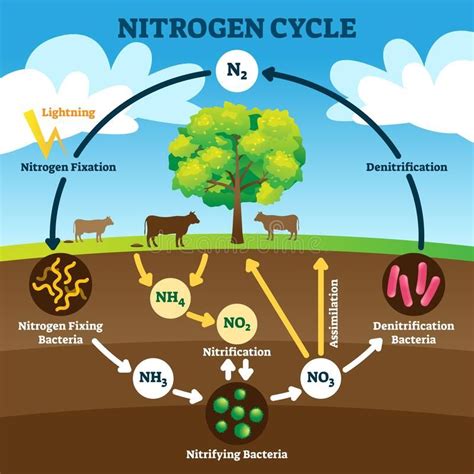 Nitrogen Cycle Vector Illustration. Labeled N2 Biogeochemical ...