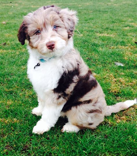 Mini Aussiedoodle | Poodle mix, Dog breeds, Cute dogs