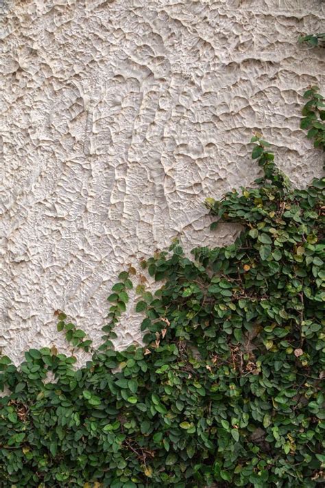 Ficus Pumila Plant on White Wall Background.Climbing Fig on the Wall ...