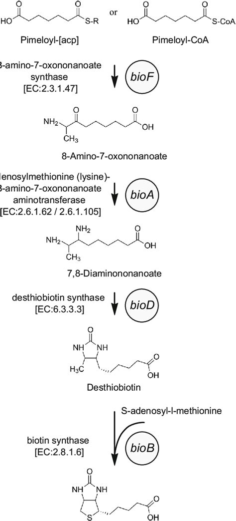 Biotin (vitamin B 7 ) biosynthesis pathway. Shown is the biotin... | Download Scientific Diagram