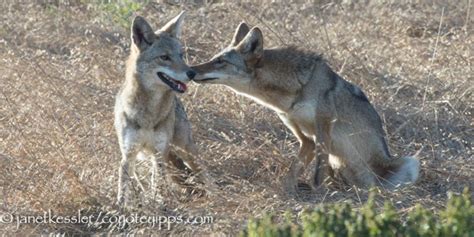 coyote behavior | Coyote Yipps