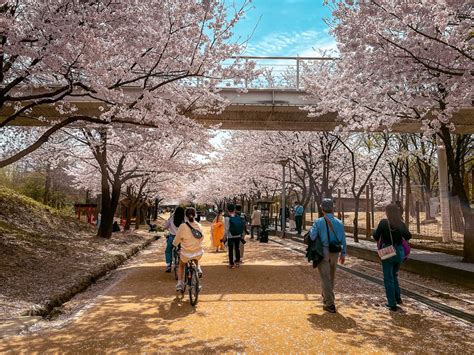 A Guide to Spring in Korea 2023: The Best Time of Year to Visit Korea - swedbank.nl