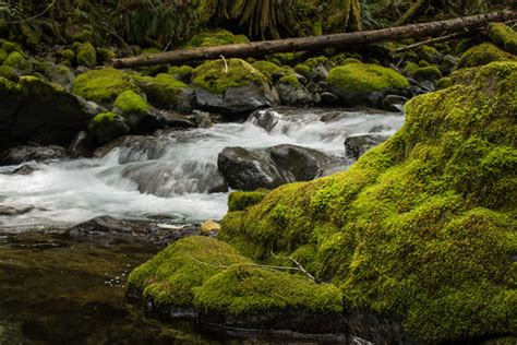 Fossli Provincial Park | Hiking Port Alberni - Adventures fo… | Flickr