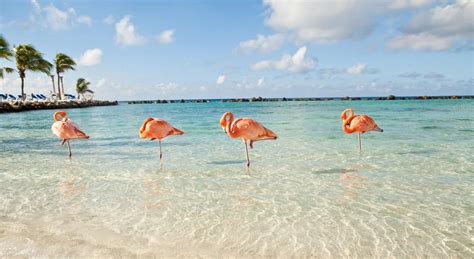 Aruba: The Island Of Flamingos And Igunas | We Are Travel Girls