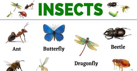 Insects: List of 20+ Names of Insects in English - My English Tutors