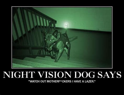 Night Vision Dog | War dogs, Military working dogs, Dogs