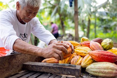 How healthy is your chocolate? Getting to know the “Super Fruit” Cacao – Auro Chocolate