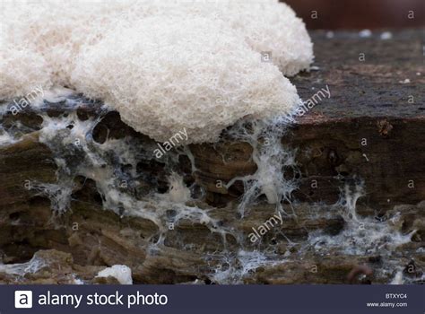 White slime mold moving across a log by Alan Bash | White slime, Slime mould, Slime