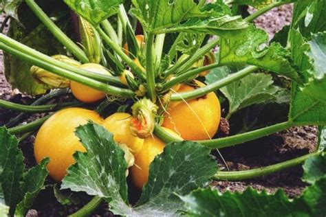 Growing Summer Squash: Best Varieties, Planting, Tips, and Harvesting