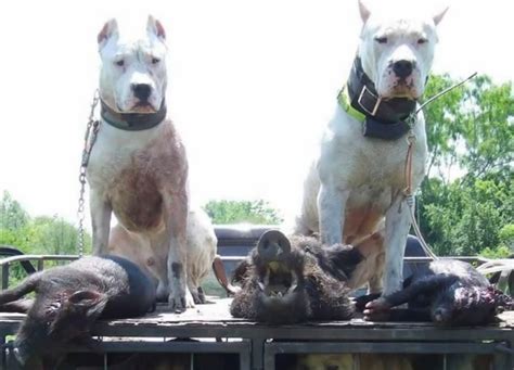 Dogo Argentino i want those dogs | Hog dog, Dog argentino, Hunting dogs